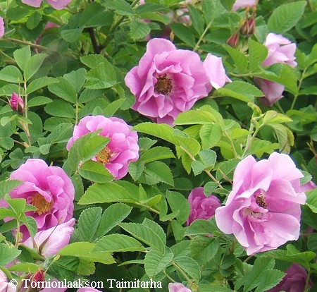 Rosa Rugosa-Ryhm 'Adele'